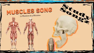 Muscles Song - Study Songz - 75 muscles of the skeletal system