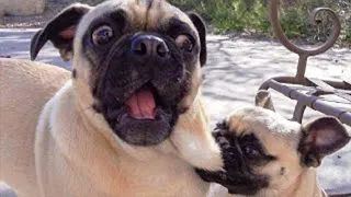 Best Funny Animal Videos 2023 - Funniest Cats And Dogs Video - Part  - 54
