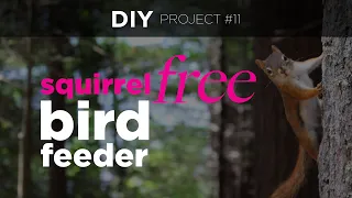 DIY Winning Squirrel-Proof 🐿 Bird Feeder Costing Zero Dollars