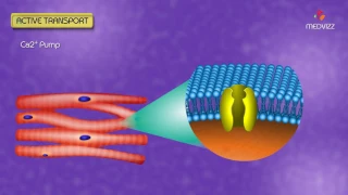 Carrier mediated transport , Active transport USMLE - Animated Membrane Physiology