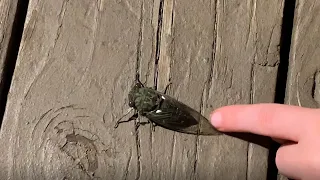 Cicadas, Episode 31, Season 2