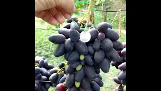обзор виноградных кустов на 19 августа