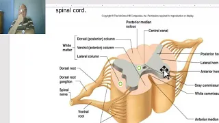 Anatomy of CNS Module in Arabic 2024 (Spinal cord, part 5 ), by Dr. Wahdan.