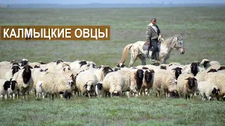 Овцы Калмыцкой породы. Племенной завод Кировский