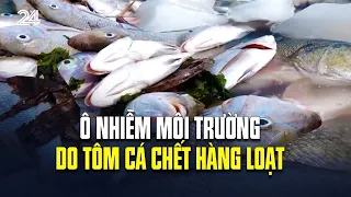 Ô nhiễm môi trường do tôm cá chết hàng loạt | VTV24