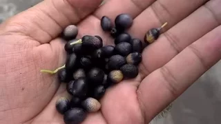 How to Grow Curry Plant From Seed | Germinating Pot Seeds | August-2016 (Urdu/hindi)