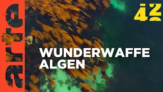 Können Algen die Welt retten? | 42 - Die Antwort auf fast alles | ARTE