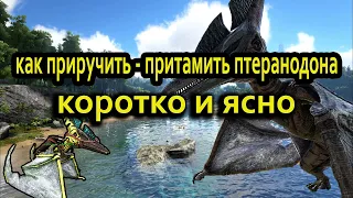 Как приручить птеранодона  коротко и ясно !!! Ark: Survival Evolved. ГАЙД