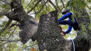 Almost turned when trimmed... Cut down an old trembesi tree !! Stihl ms 881.