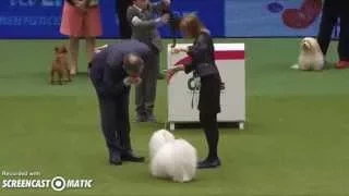 Prince crufts 2015 Coton de Tulear