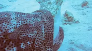 Monster Grouper Attacks Shark