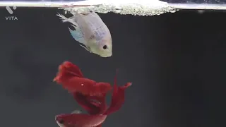 Complete Betta Fish Life Cycle in few Minutes By SS Global Gallery