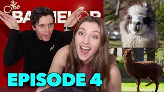 The Return of the Llamas - THE BACHELOR #4