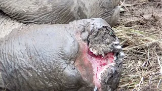 Severely injured Elephant begging for life in a forest | Lifesaving mission