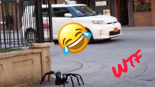 Giant spider prank ( scare prank ) * must watch *