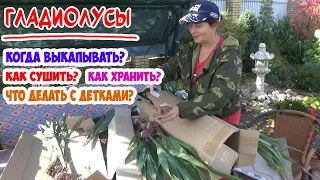 ГЛАДИОЛУСЫ осенью: КОГДА ВЫКАПЫВАТЬ? КАК СУШИТЬ? КАК ХРАНИТЬ? ЧТО ДЕЛАТЬ с ДЕТКАМИ?