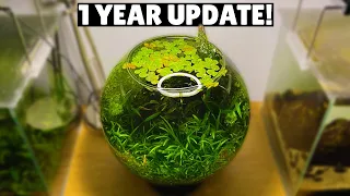Jungle Style Planted Fish Bowl - 1 Year Update!