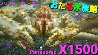 【高評価357】Panasonicデジタル4Kビデオカメラ  小樽水族館 🎼曲はクラシックトランス/ジュピター・カノン・アメイジンググレイス・・