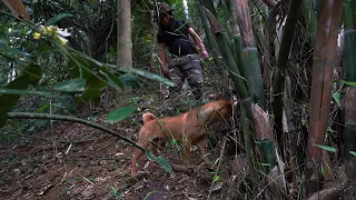 Picking Bamboo shoots & Wild Chicken Eggs, Relaxing by the Stream: Survival Alone | EP.231