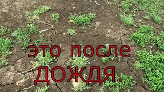 ПЕРВОМАЙ, Дождь идет в сенокос  и в уборку. Успел убрать сено,