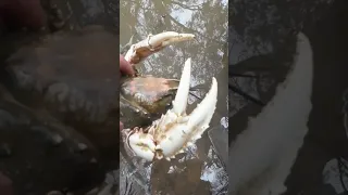 Huge crayfish caught on meat and string. #crayfish #bigcrayfish #shorts #crawfish #bigcrawfish #big