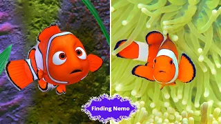 Finding Nemo animation characters in real life/ 💥 Who is your favorite character? 💥