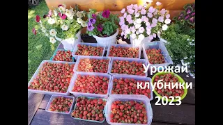 Начало июля 2023 года наш урожай клубники. #большойурожай,#урожайклубники,#7июля2023,#клубника,#дача