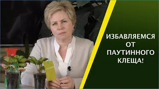 КАК ИЗБАВИТЬСЯ ОТ ПАУТИННОГО КЛЕЩА!