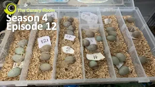 The Canary Room - Season 4 - Episode 12 - The breeding season continues