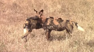 African Wild Dog Alpha Pair Reproductive Behavior