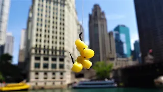 Fishing Downtown Chicago for Massive fish, River walk area