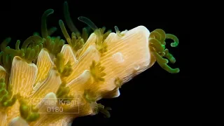 Time lapse of staghorn hard coral growing, close up of polyps