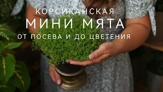 КОРСИКАНСКАЯ МИНИ МЯТА ОТ ПОСЕВА ДО ЦВЕТЕНИЯ