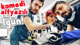 "Do cats eat cats? 😲 It’s roommate.! (Catish & Dogish Subtitle)