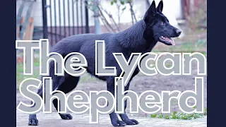 Lycan Shepherd: The New Emerging Dog Breed