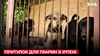 🐱🐕Надсучасний притулок в Ірпені для вратованих тварин!