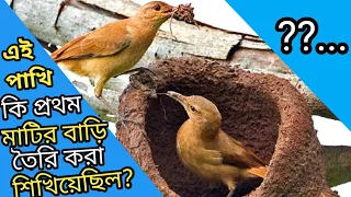 rufous hornero bird in bengali / nest building of engineer bird / #mysteriousworldAsim #birds