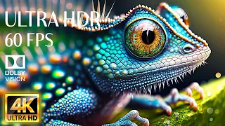 MACRO ANIMALS 4K - Relaxing Music With 4K Videos 60fps Dolby Vision - Colorful Dynamic