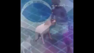 10 Hours Of Dance till your dead doggo