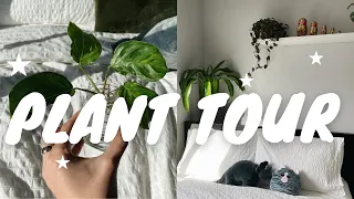 HOUSEPLANT TOUR WINTER 2022 | 100 philodendron, hoya, syngonium and more!