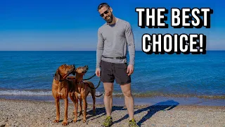 Rhodesian Ridgeback Training Guide