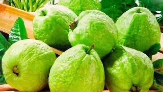 Cómo Cultivar la Guayaba Manzana - TvAgro por Juan Gonzalo Angel