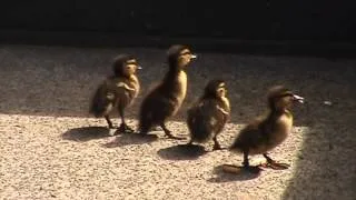 Duck and Ducklings cry for help!