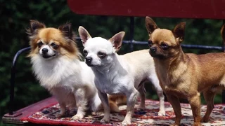 Le Chihuahua