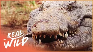 Mother Crocodile Protects Her Young In Her Mouth | Real Wide