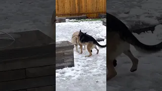 德牧哥和金毛弟在后院摔跤（German Shepherd and Golden Retriever Play Wrestling）