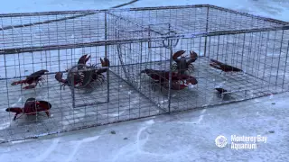 How Seafood is Caught: Traps