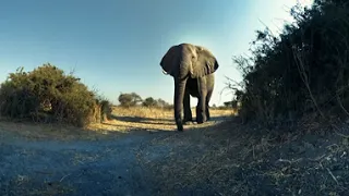 Okavango Eternal - Visiting the Delta