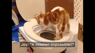 Cat Toilet Training Step by Step
