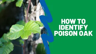How to Identify Poison Oak